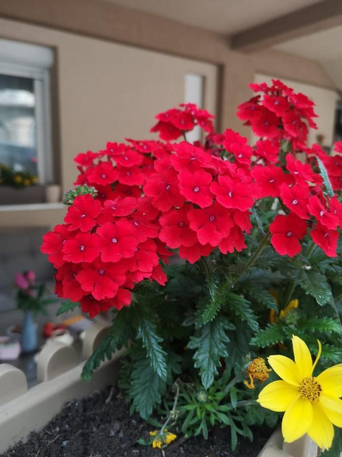 Apartman Jela Nova Varoš エクステリア 写真